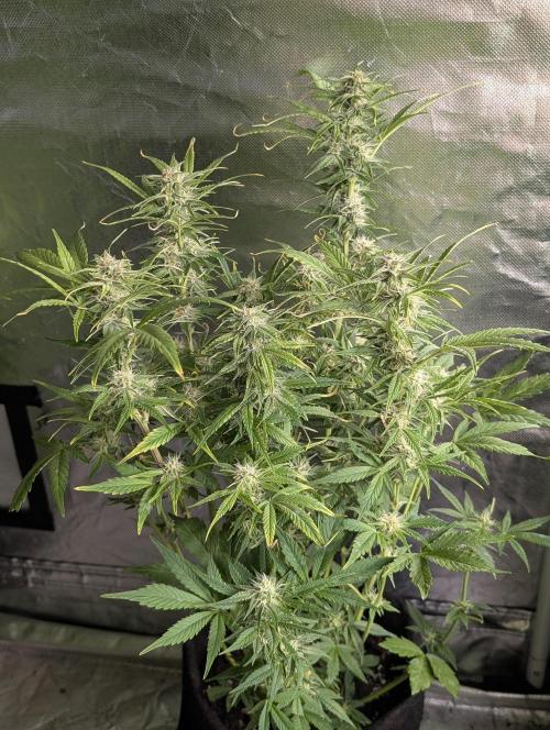 Melon Mosh Auto x3. Week 8 - N2