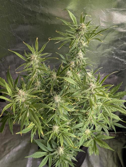 Melon Mosh Auto x3. Week 8