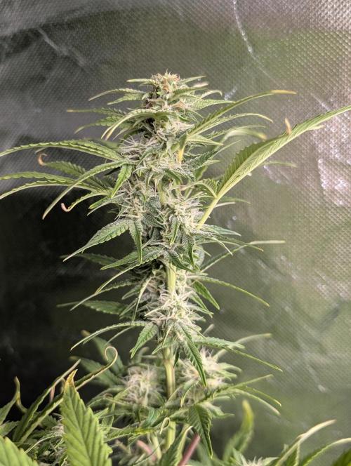 Melon Mosh Auto x3. Week 8