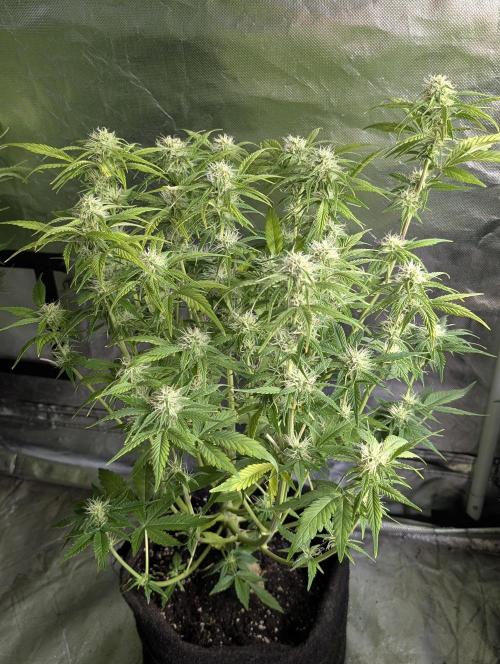 Melon Mosh Auto x3. Week 8 - N3