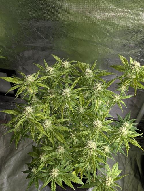 Melon Mosh Auto x3. Week 8