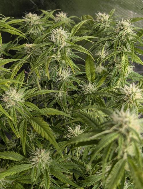 Melon Mosh Auto x3. Week 8