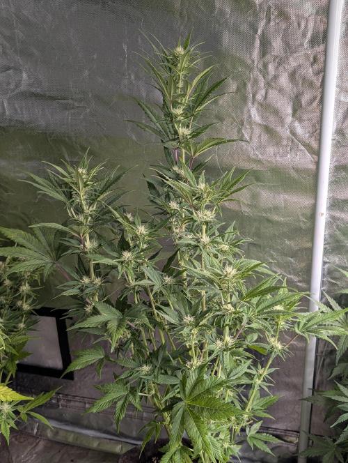 Melon Mosh Auto x3. Week 8 - N1