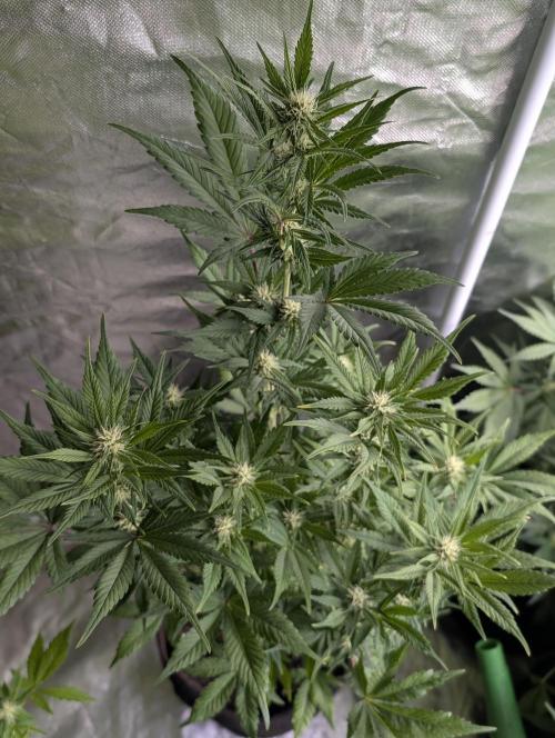 Melon Mosh Auto x3. Week 8