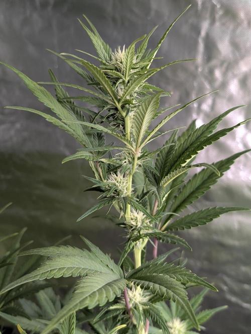 Melon Mosh Auto x3. Week 8