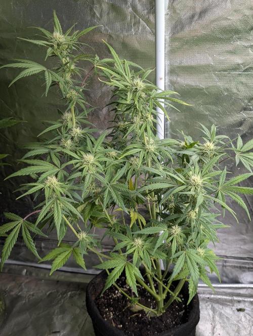 Melon Mosh Auto x3. Week 8 - N2