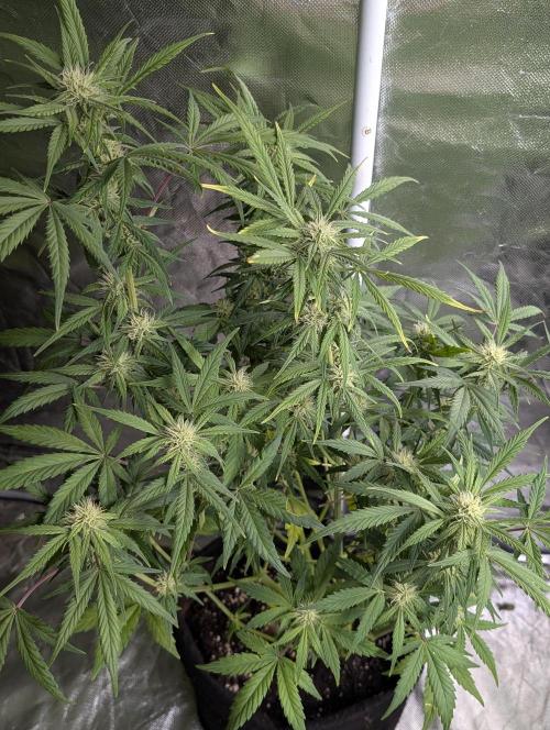 Melon Mosh Auto x3. Week 8