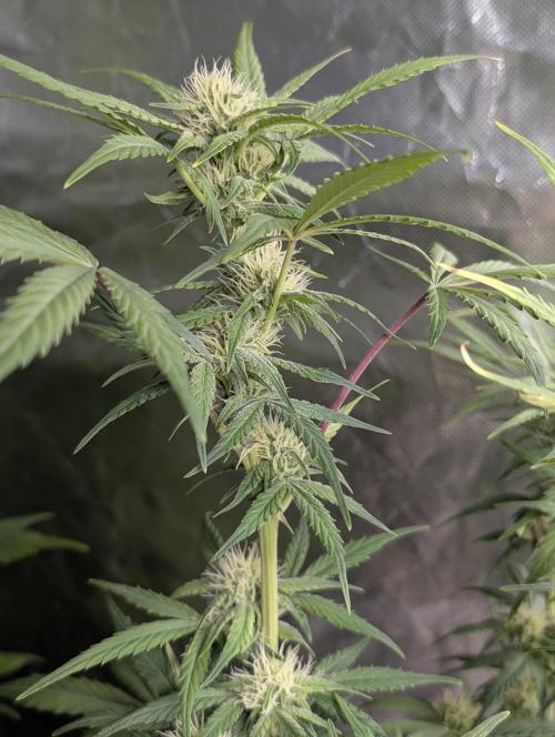 Melon Mosh Auto x3. Week 8