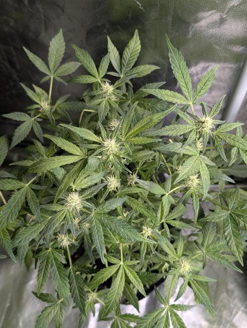 Melon Mosh Auto x3. Week 8