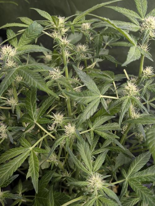 Melon Mosh Auto x3. Week 8