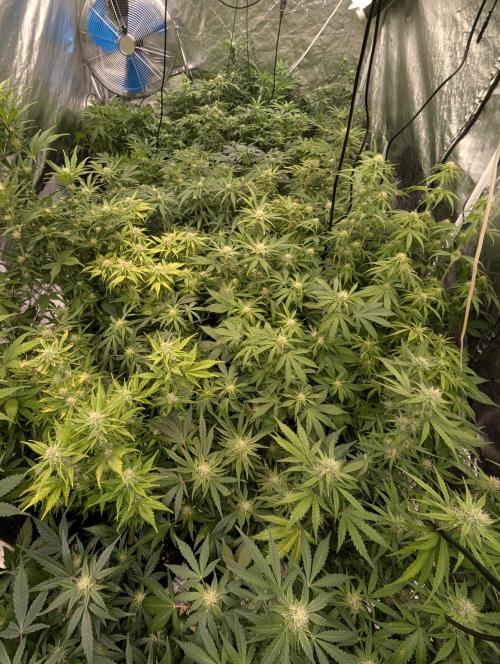 Melon Mosh Auto x3. Week 8