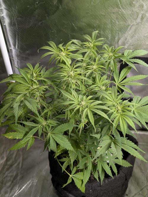 Cotton Berry Rush Auto x4. Week 8 - N1