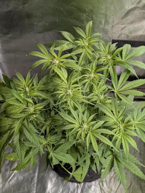 Cotton Berry Rush Auto x4. Week 8
