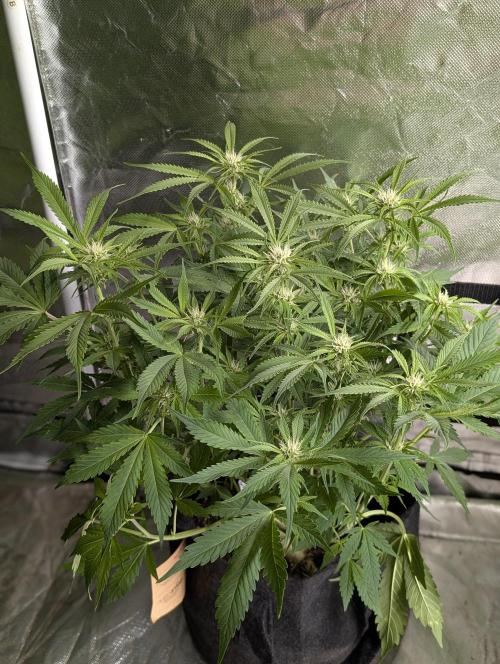 Cotton Berry Rush Auto x4. Week 8 - N2