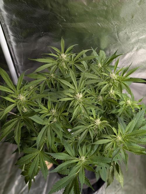 Cotton Berry Rush Auto x4. Week 8