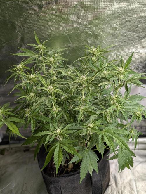 Cotton Berry Rush Auto x4. Week 8 - N3