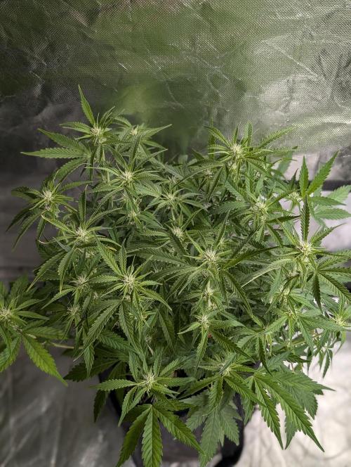 Cotton Berry Rush Auto x4. Week 8