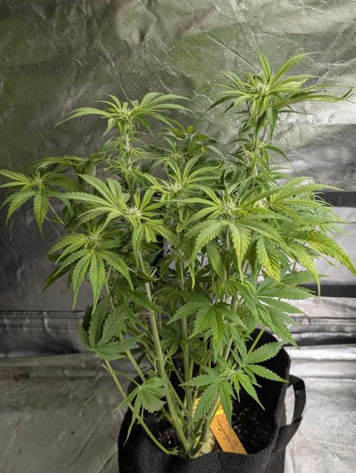 Cotton Berry Rush Auto x4. Week 8 - N4