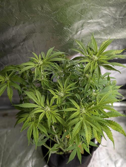 Cotton Berry Rush Auto x4. Week 8