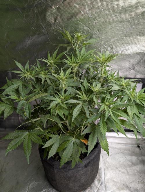 Cotton Berry Rush Auto x4. Week 8 - N1