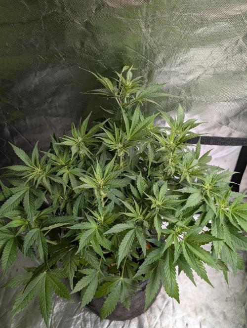 Cotton Berry Rush Auto x4. Week 8