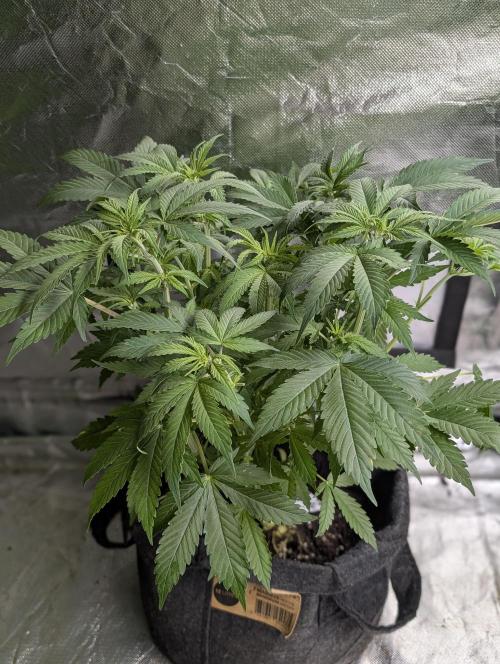 Cotton Berry Rush Auto x4. Week 8 - N2