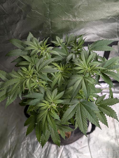 Cotton Berry Rush Auto x4. Week 8