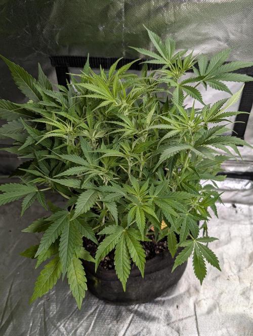 Cotton Berry Rush Auto x4. Week 8 - N3