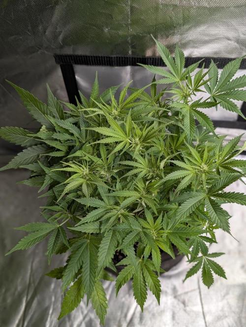 Cotton Berry Rush Auto x4. Week 8