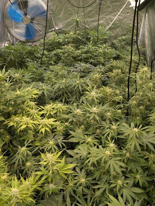 Cotton Berry Rush Auto x4. Week 8