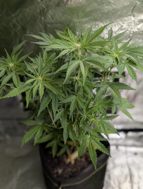 Cotton Berry Rush Auto x3. Week 8 - N1