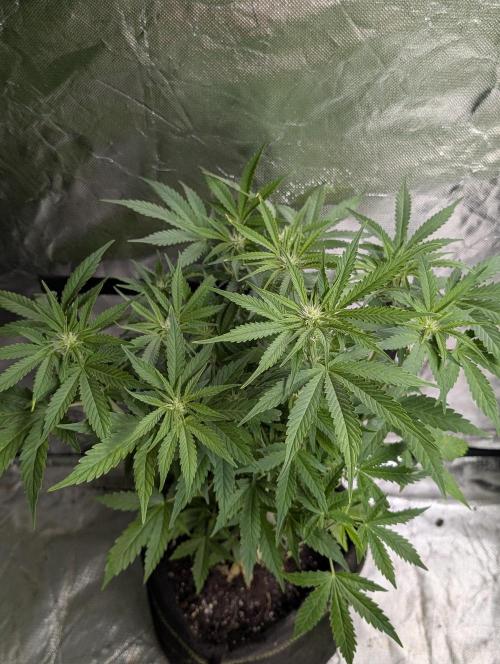Cotton Berry Rush Auto x3. Week 8
