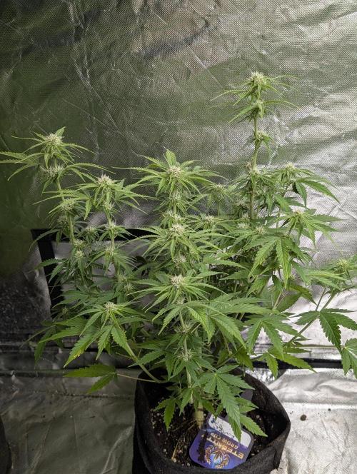 Cotton Berry Rush Auto x3. Week 8 - N2