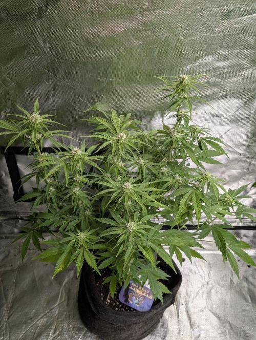 Cotton Berry Rush Auto x3. Week 8