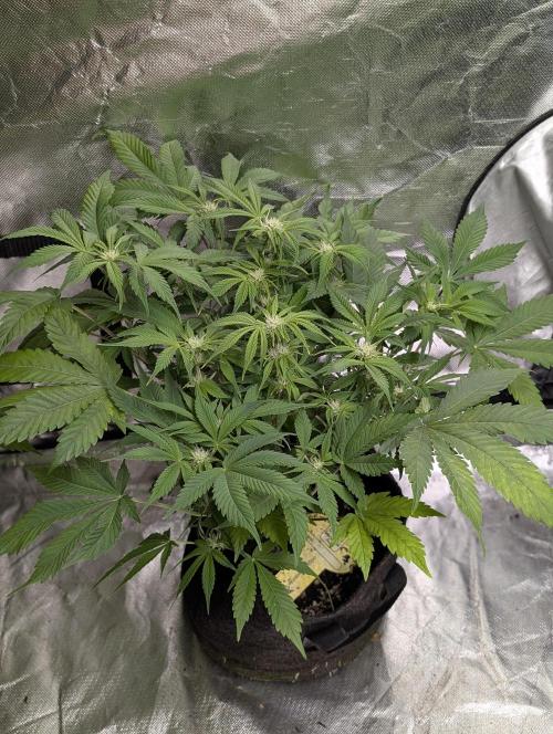 Cotton Berry Rush Auto x3. Week 8 - N3