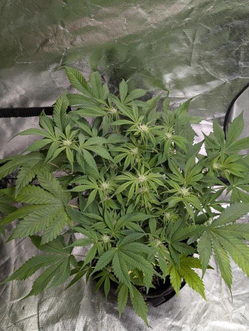 Cotton Berry Rush Auto x3. Week 8