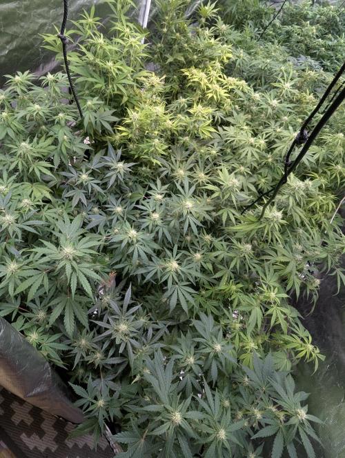 Cotton Berry Rush Auto x3. Week 8