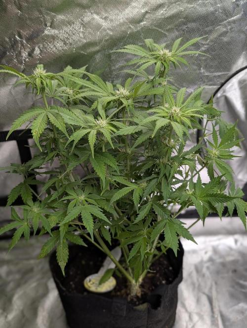 Cotton Berry Rush Auto x3. Week 8 - N1