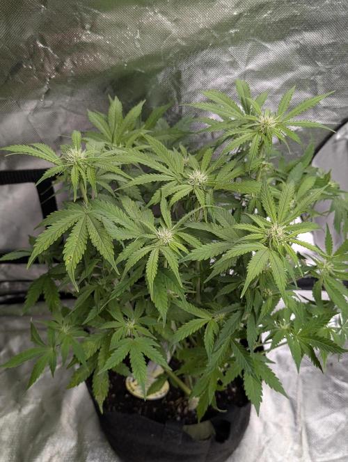 Cotton Berry Rush Auto x3. Week 8