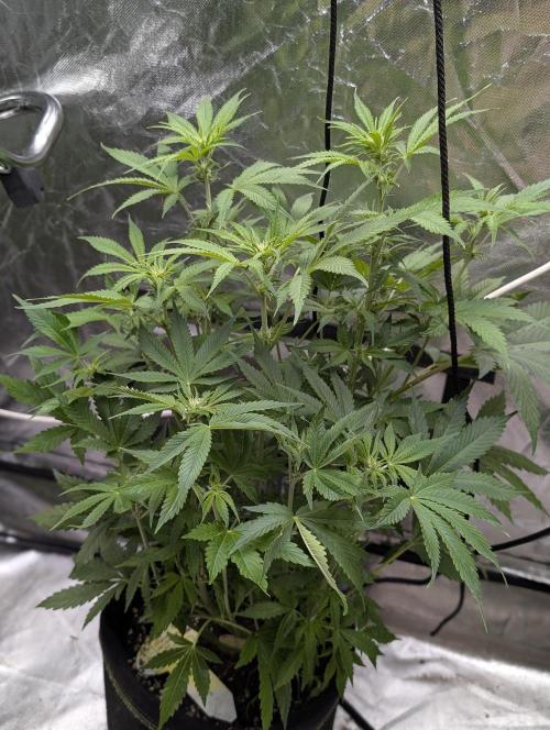 Cotton Berry Rush Auto x3. Week 8 - N2