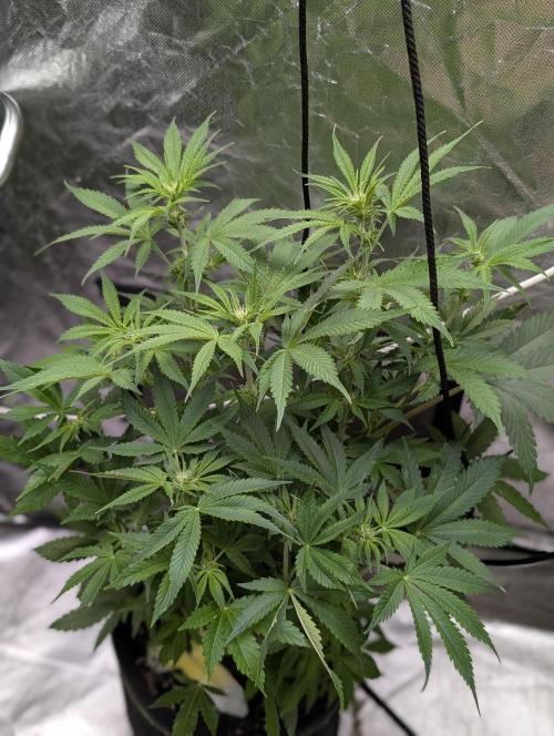 Cotton Berry Rush Auto x3. Week 8