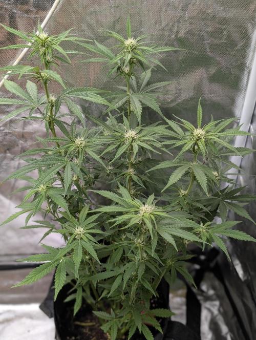 Cotton Berry Rush Auto x3. Week 8 - N3