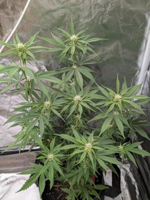 Cotton Berry Rush Auto x3. Week 8