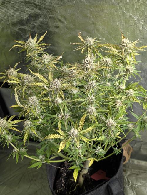 Cotton Berry Rush Auto x4. Week 10 - N1
