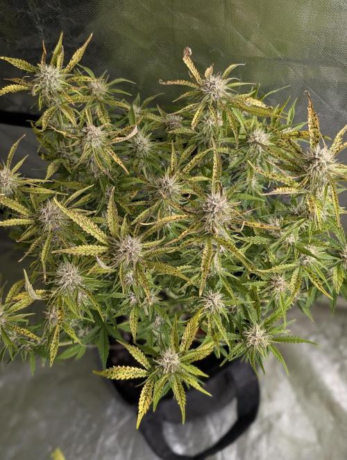 Cotton Berry Rush Auto x4. Week 10