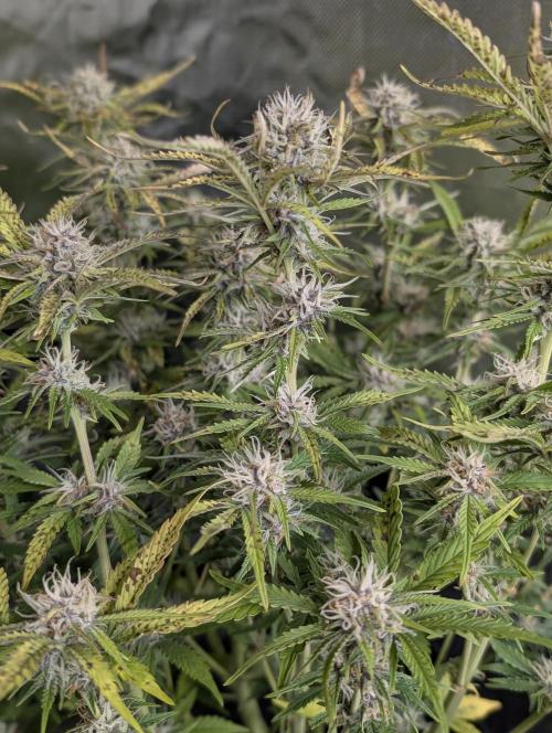 Cotton Berry Rush Auto x4. Week 10
