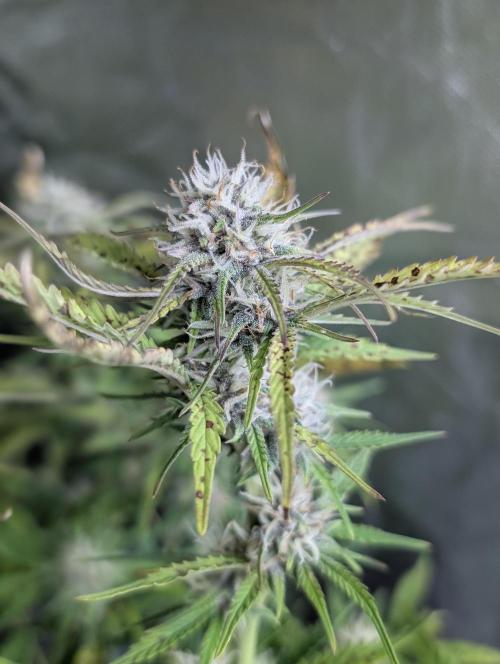 Cotton Berry Rush Auto x4. Week 10