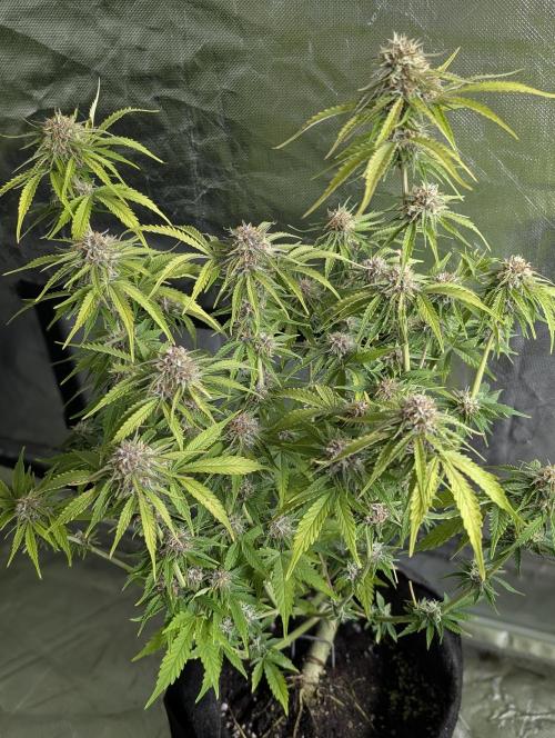 Cotton Berry Rush Auto x4. Week 10 - N2