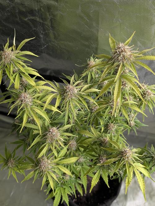 Cotton Berry Rush Auto x4. Week 10