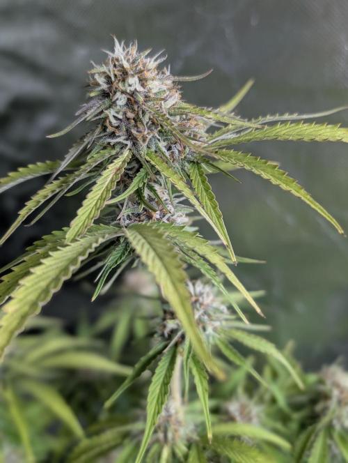 Cotton Berry Rush Auto x4. Week 10